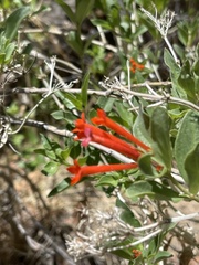 Bouvardia ternifolia