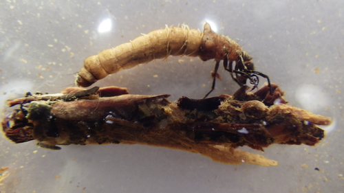 Limnephilidae