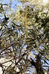 Acacia decora