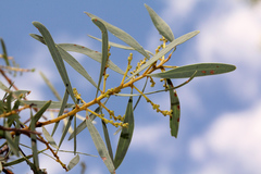 Acacia decora