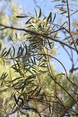 Acacia decora