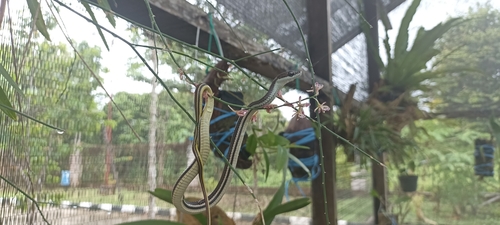 Dendrelaphis caudolineatus