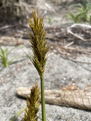 Carex macrocephala