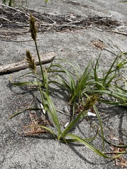 Carex macrocephala