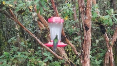 Pterophanes cyanopterus