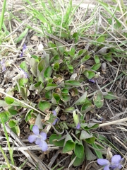 Viola rupestris