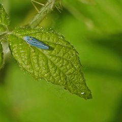Graphocephala atropunctata