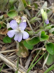 Viola rupestris