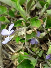 Viola rupestris