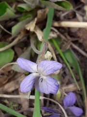 Viola rupestris