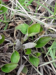 Viola rupestris