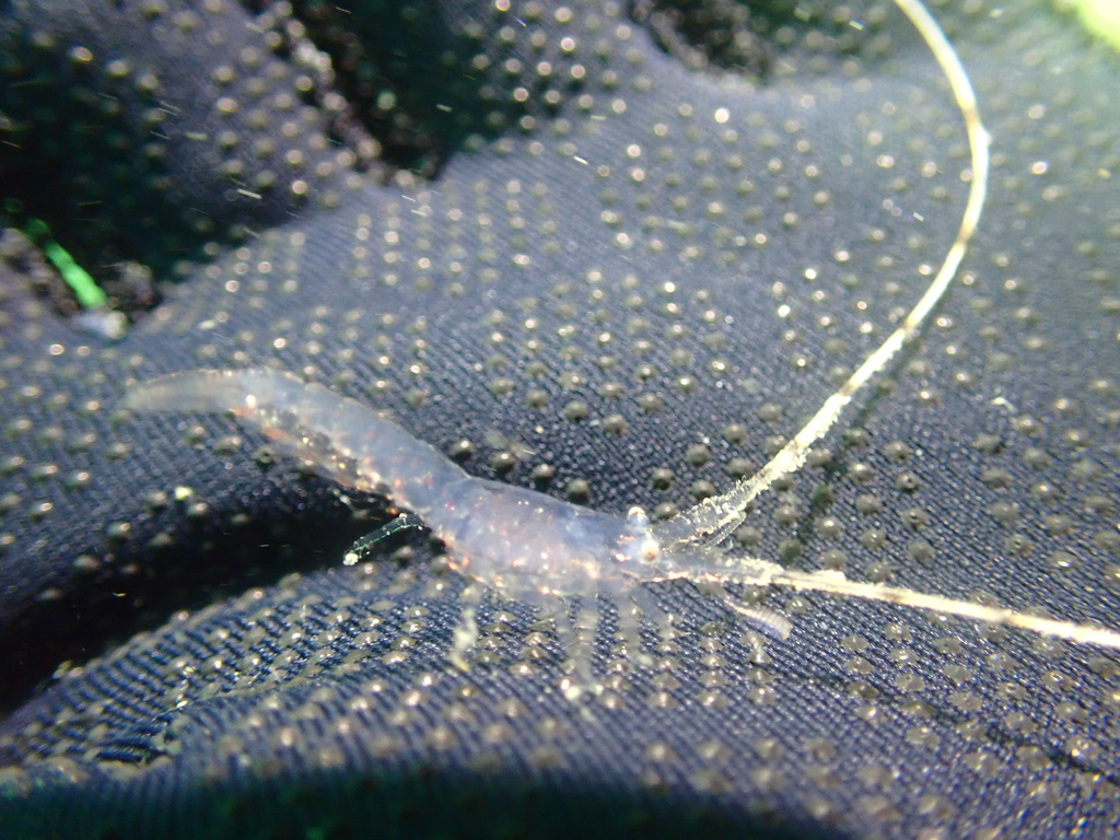 Photo of California Spiny Lobster (Panulirus interruptus)