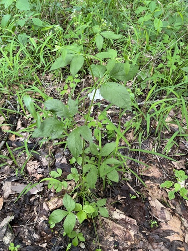 Canadian honewort (Cryptotaenia canadensis)