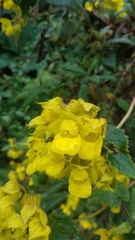 Calceolariaceae