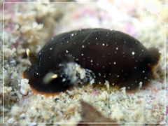 Dendrodoris nigra