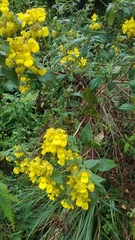 Calceolariaceae