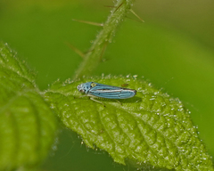 Graphocephala atropunctata