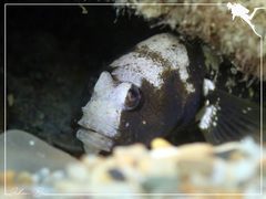 Cryptocentrus leucostictus