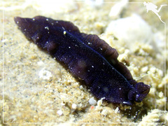 Pseudobiceros stellae