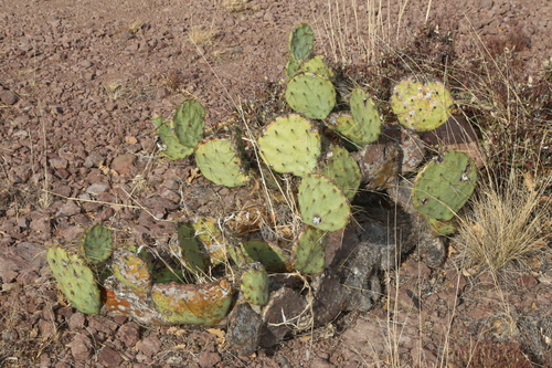 Image of Opuntia chisosensis by (c) Reid Hardin, some rights reserved (CC BY)