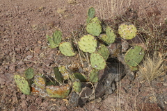 Opuntia chisosensis