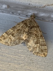 Crasilogia gressitti