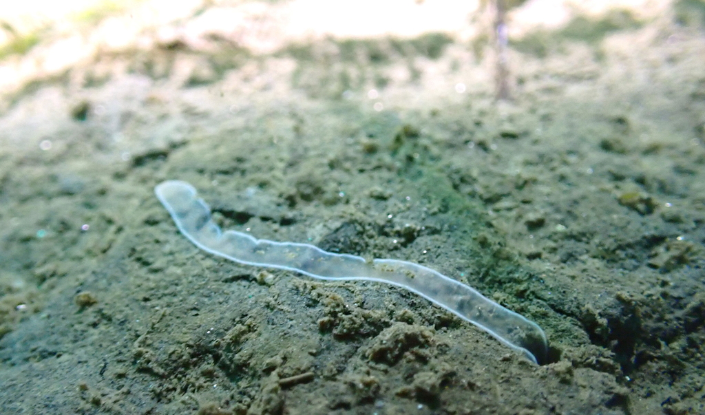 Spoonworms