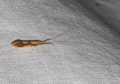 Triaenodes marginatus