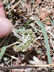 Lomatium orientale