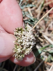 Lomatium orientale