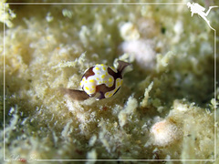 Colpodaspis thompsoni