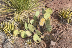 Opuntia chisosensis