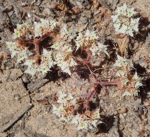 Image of Chorizanthe diffusa by (c) Henrik Kibak, some rights reserved (CC BY)