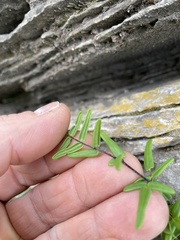 Pellaea glabella