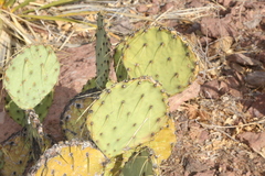 Opuntia chisosensis