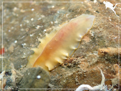 Prosthiostomidae