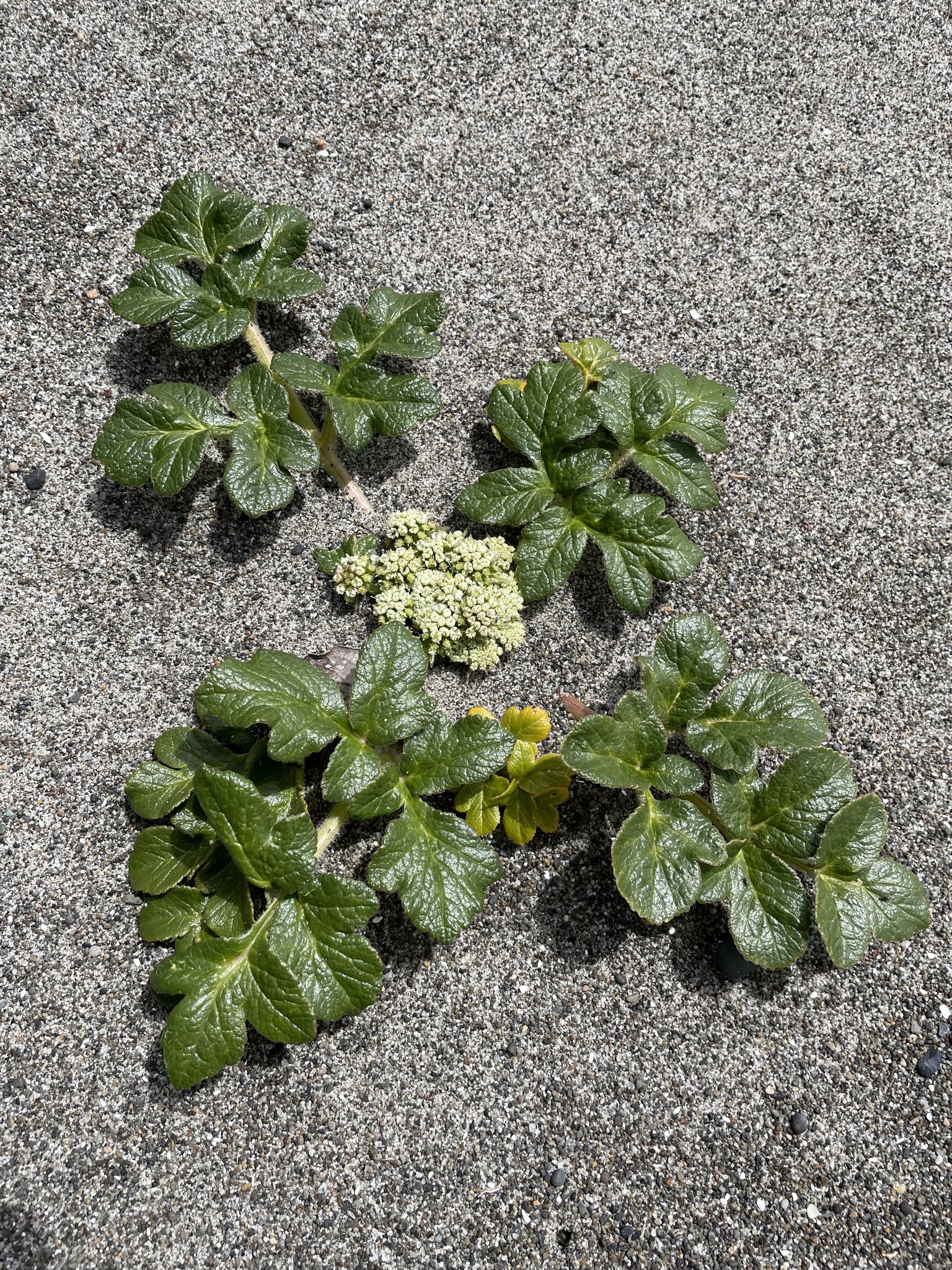 Glehnia littoralis