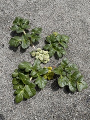 Glehnia littoralis leiocarpa