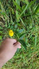 Calceolariaceae