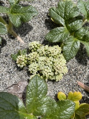 Glehnia littoralis leiocarpa