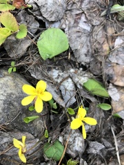 Viola orbiculata