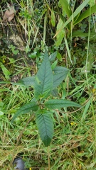 Calceolariaceae