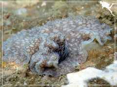 Pericelis
