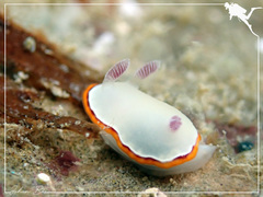 Goniobranchus rubrocornutus