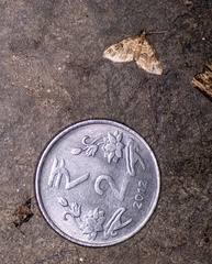 Martania decorata