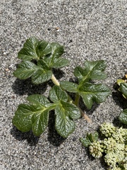 Glehnia littoralis leiocarpa