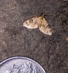 Martania decorata
