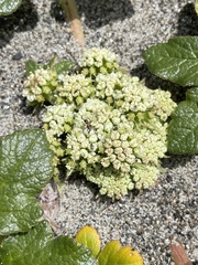 Glehnia littoralis leiocarpa
