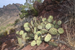 Opuntia chisosensis