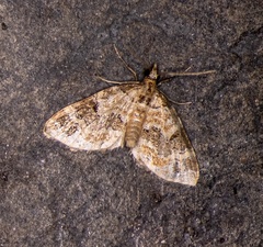 Martania decorata